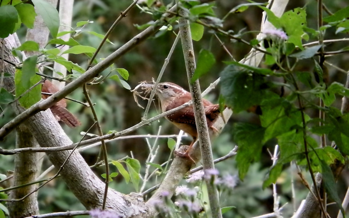 チャバラマユミソサザイ - ML645871657