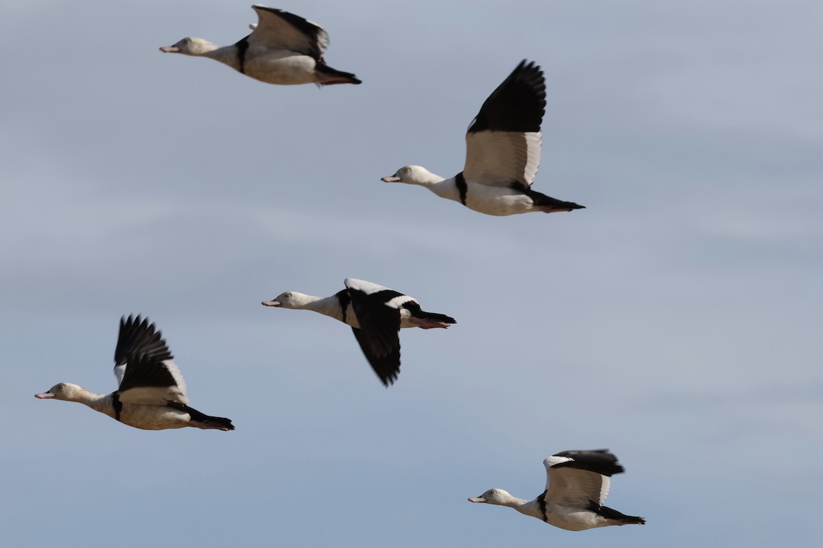 Radjah Shelduck - ML645871662