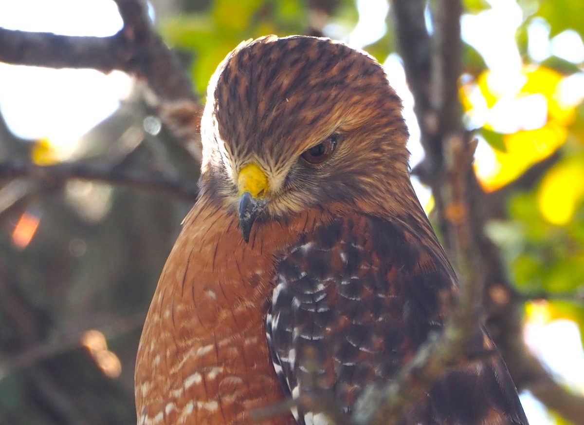 Red-shouldered Hawk - ML645871676