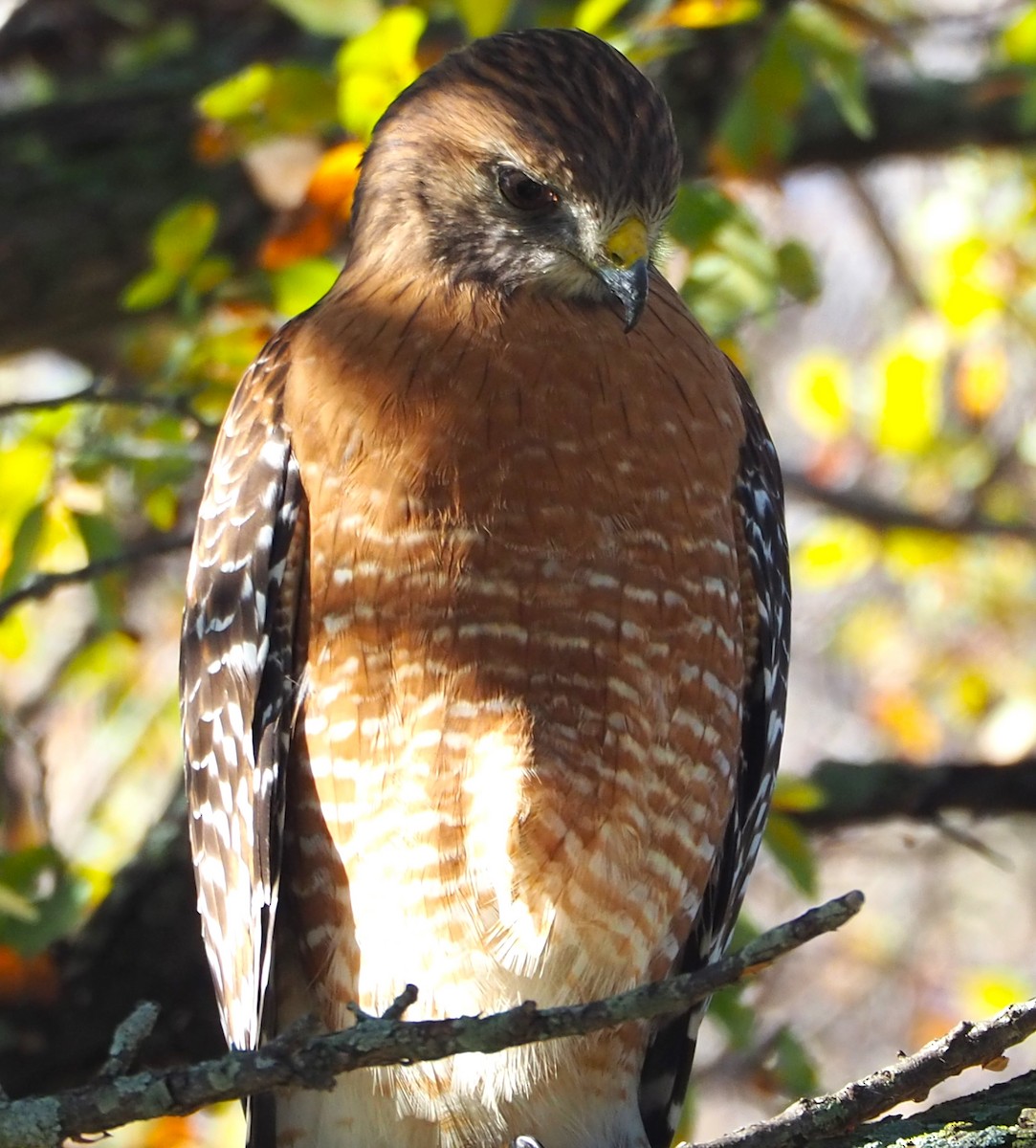 Red-shouldered Hawk - ML645871677