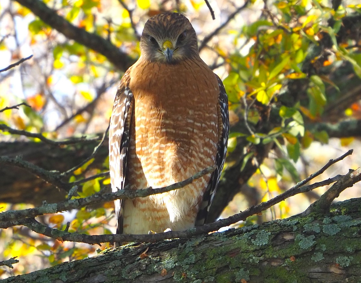 Red-shouldered Hawk - ML645871678