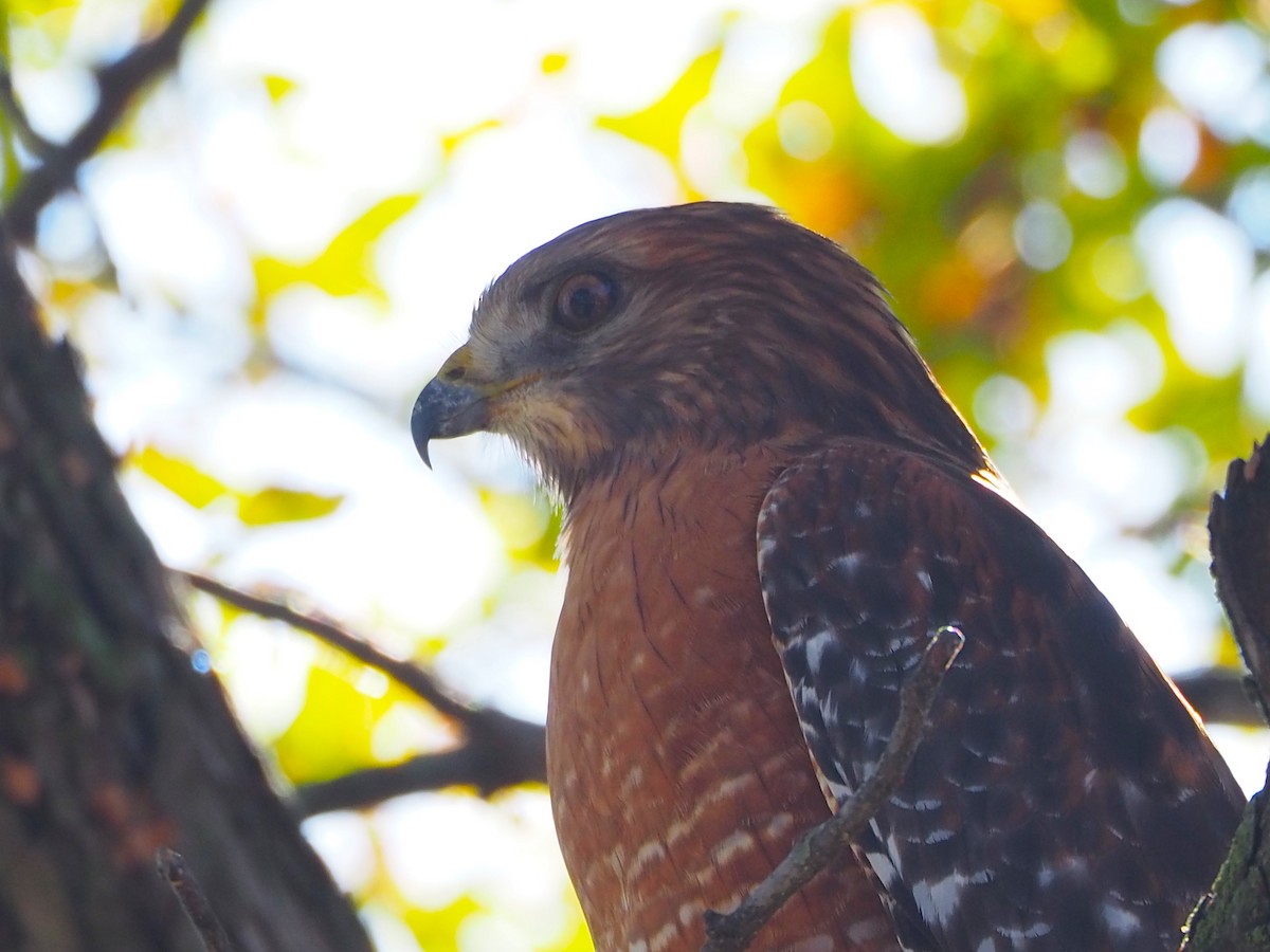 Red-shouldered Hawk - ML645871679