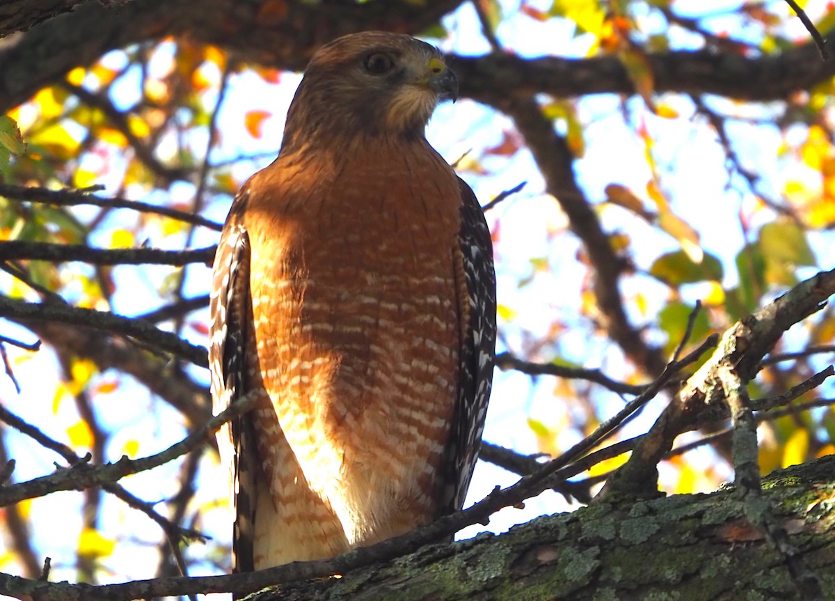 Red-shouldered Hawk - ML645871680