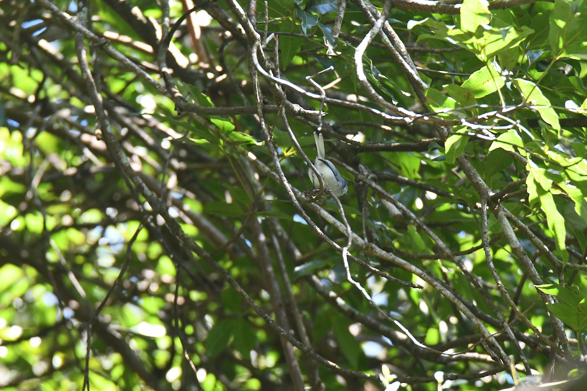 hvitbrynmyggsmett - ML645871687