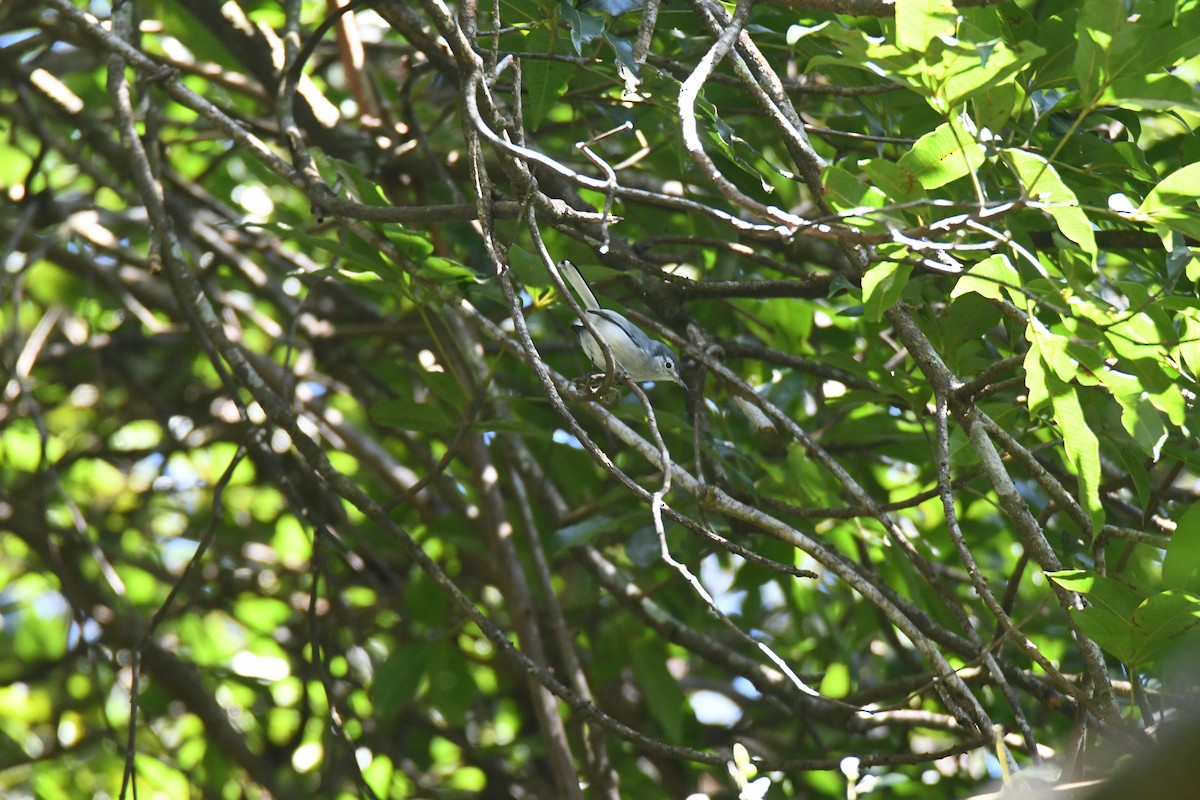White-browed Gnatcatcher - ML645871688