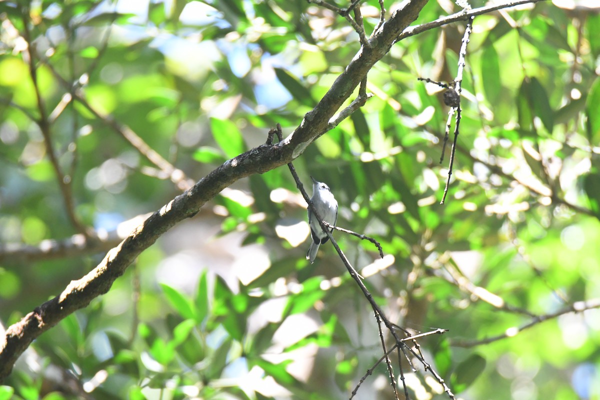 White-browed Gnatcatcher - ML645871689