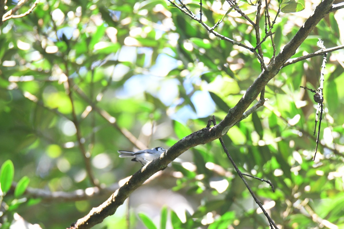White-browed Gnatcatcher - ML645871690