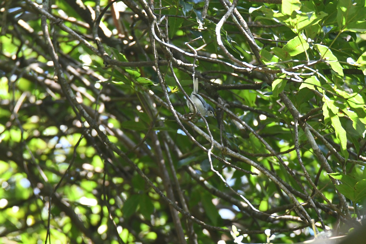 hvitbrynmyggsmett - ML645871691