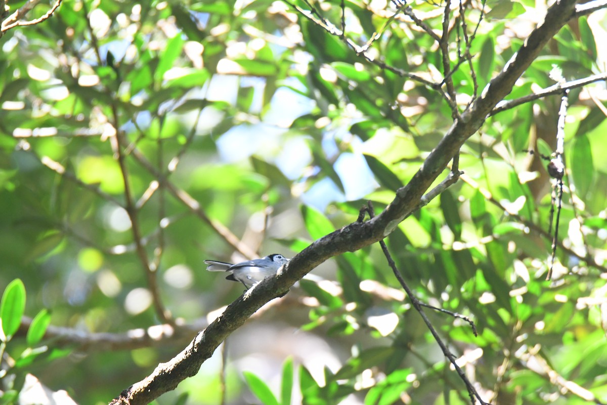 White-browed Gnatcatcher - ML645871692