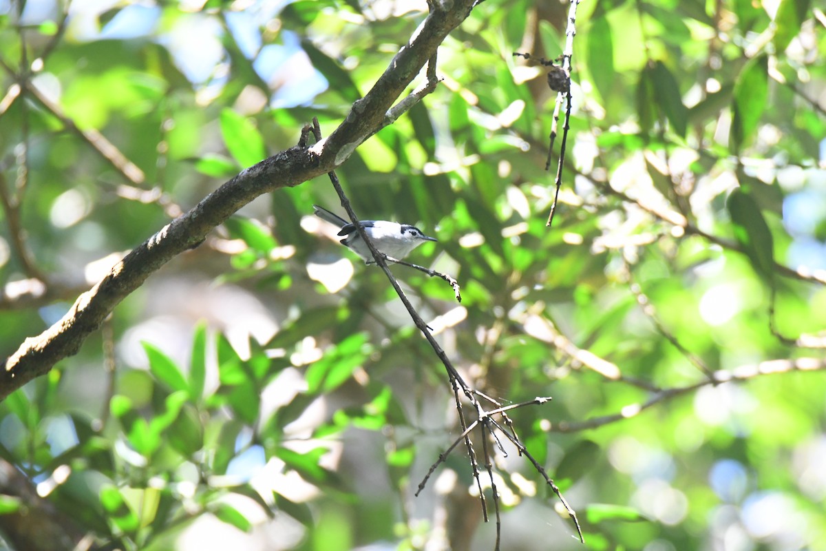 White-browed Gnatcatcher - ML645871693