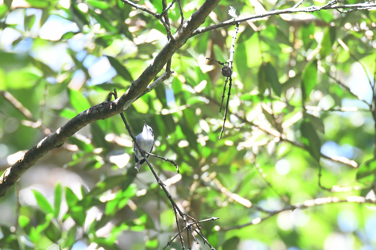White-browed Gnatcatcher - ML645871694