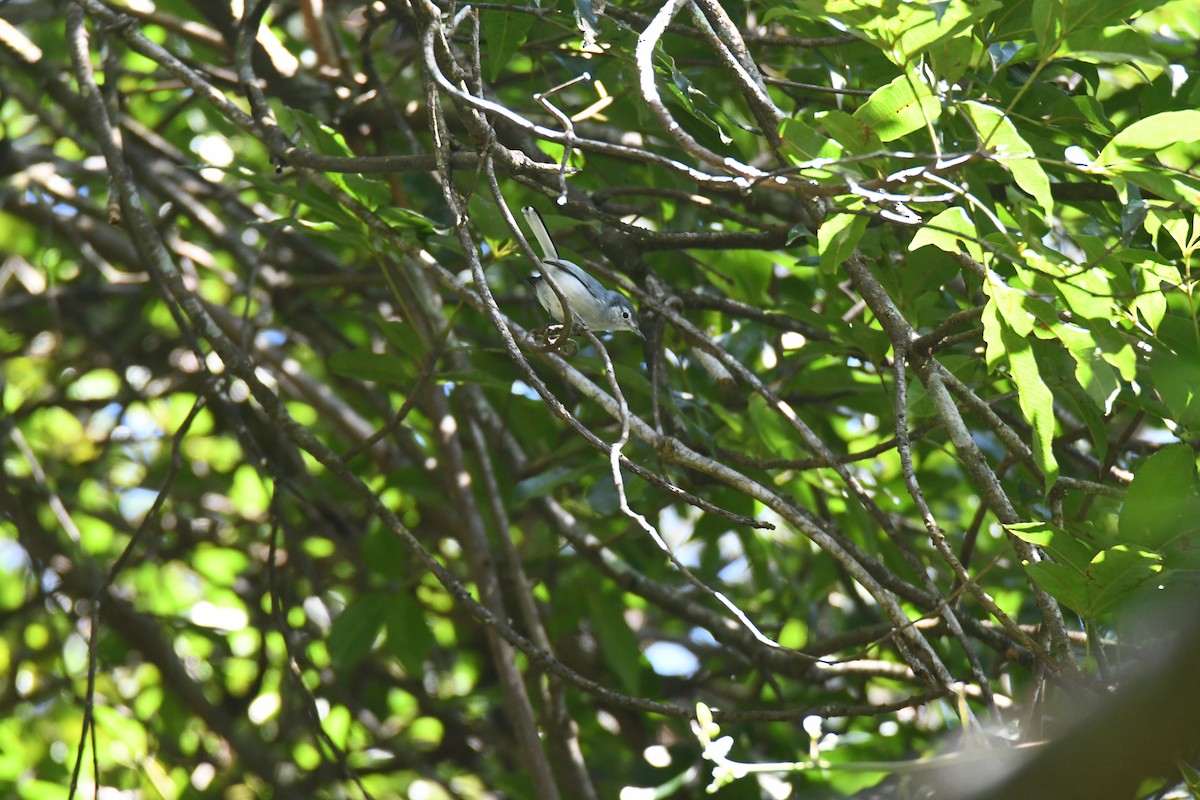 hvitbrynmyggsmett - ML645871695