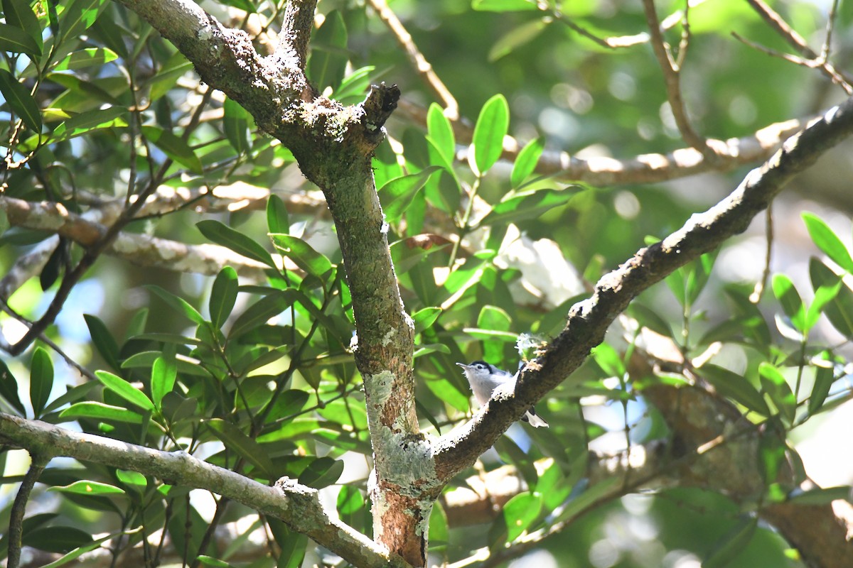 hvitbrynmyggsmett - ML645871696