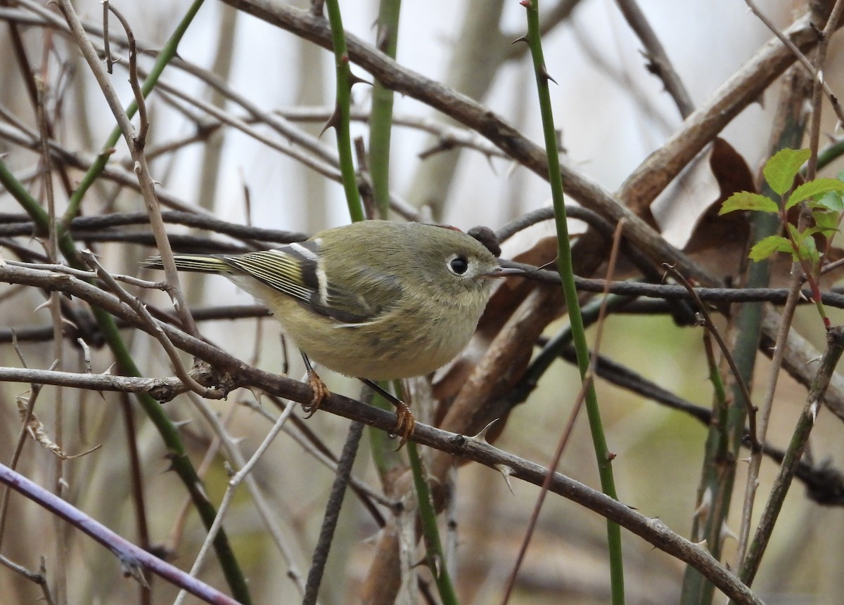 rubinfuglekonge - ML645871701