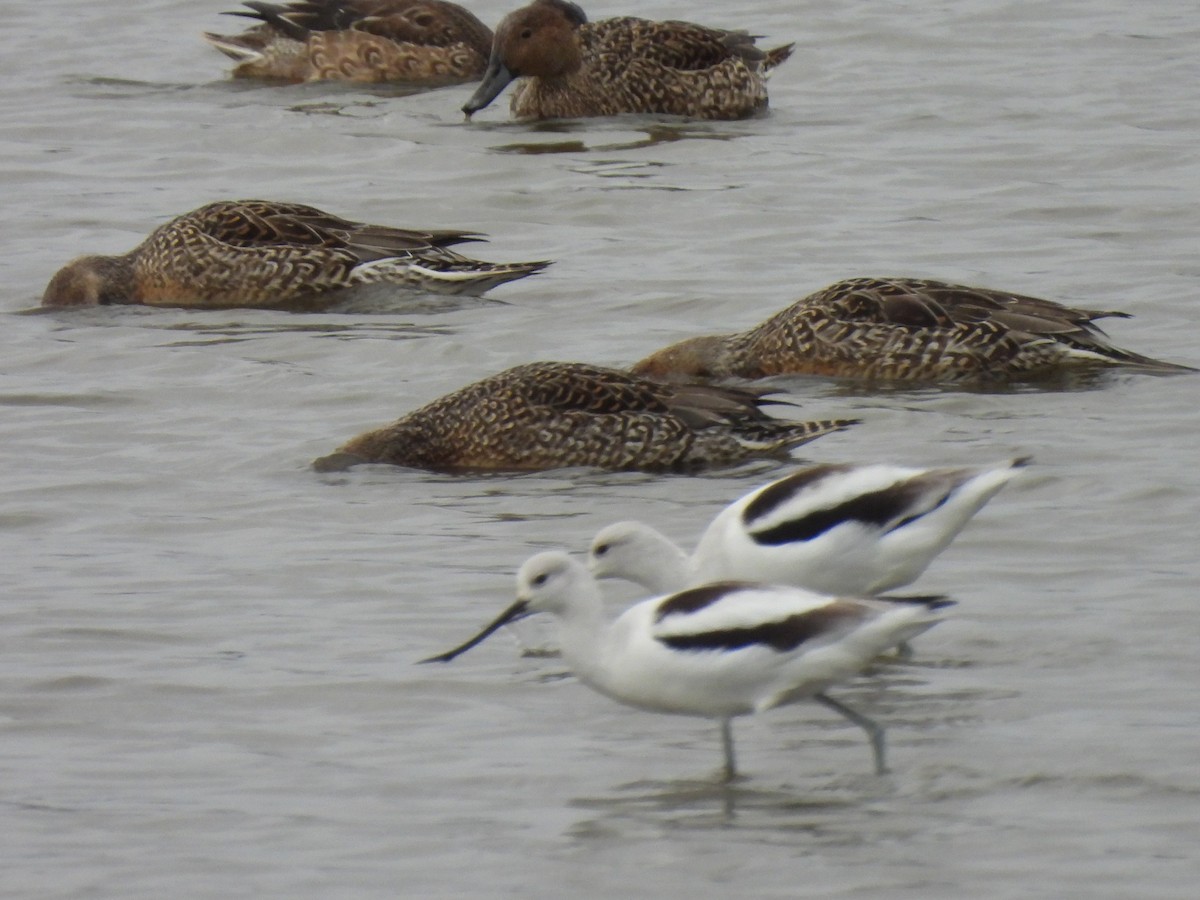 Northern Pintail - ML645871702