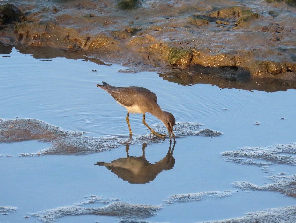 sibirvandresnipe - ML645871705