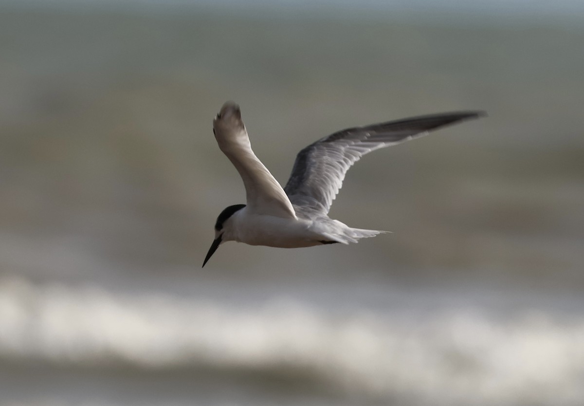 dvergterne - ML645871706