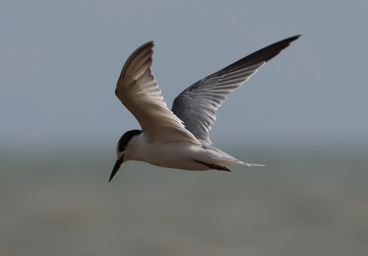 dvergterne - ML645871707