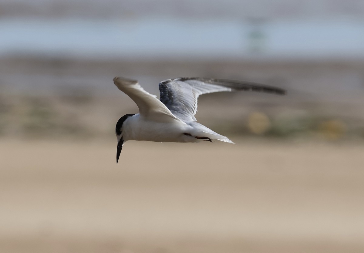 dvergterne - ML645871708