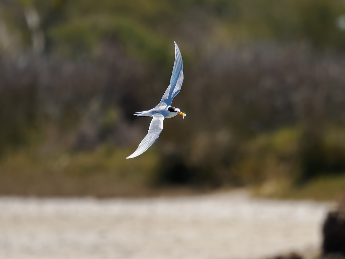 alveterne - ML645871711