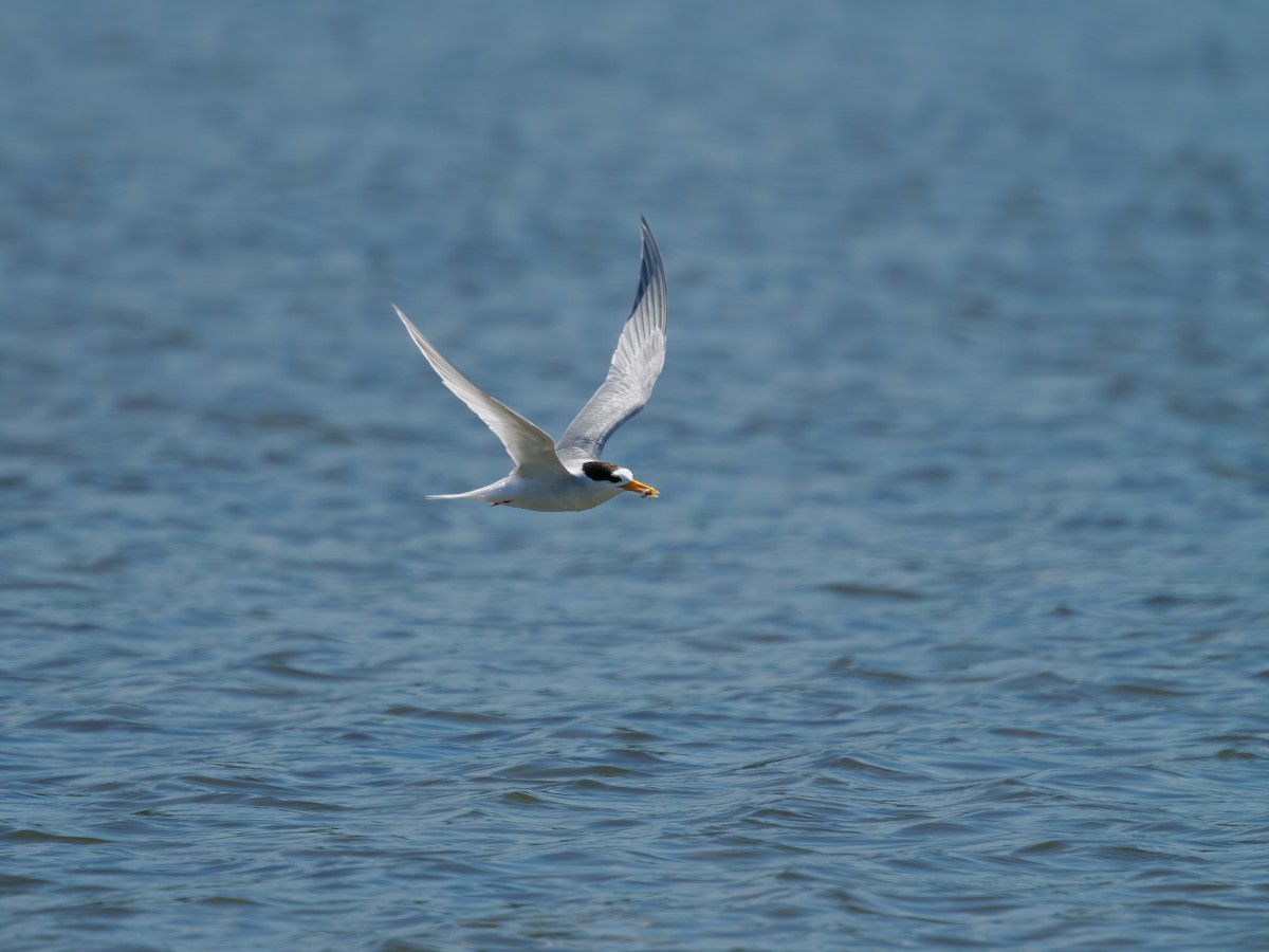 alveterne - ML645871712