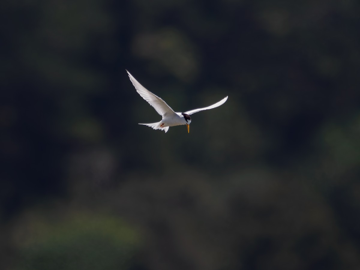 alveterne - ML645871713