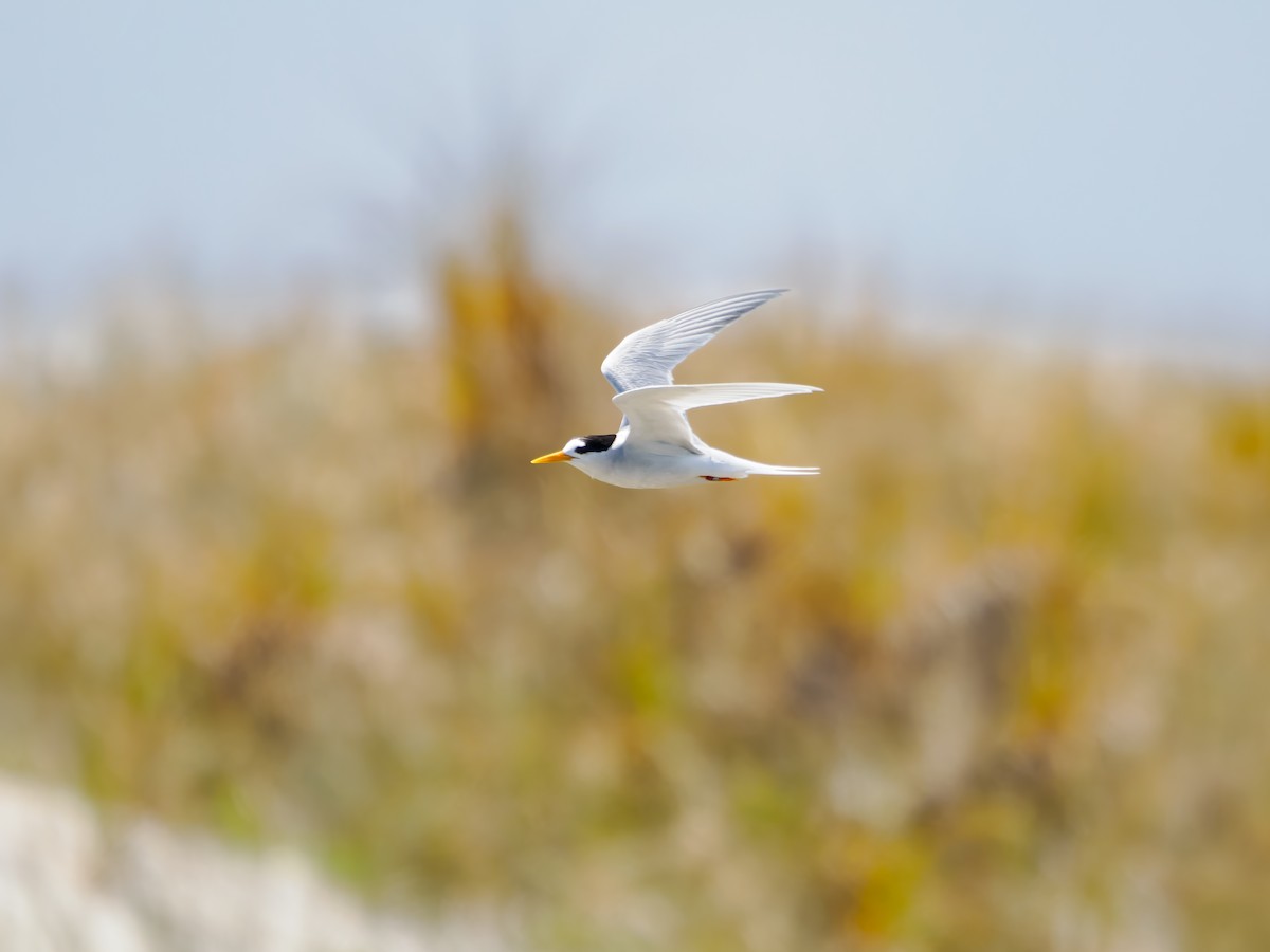 alveterne - ML645871714