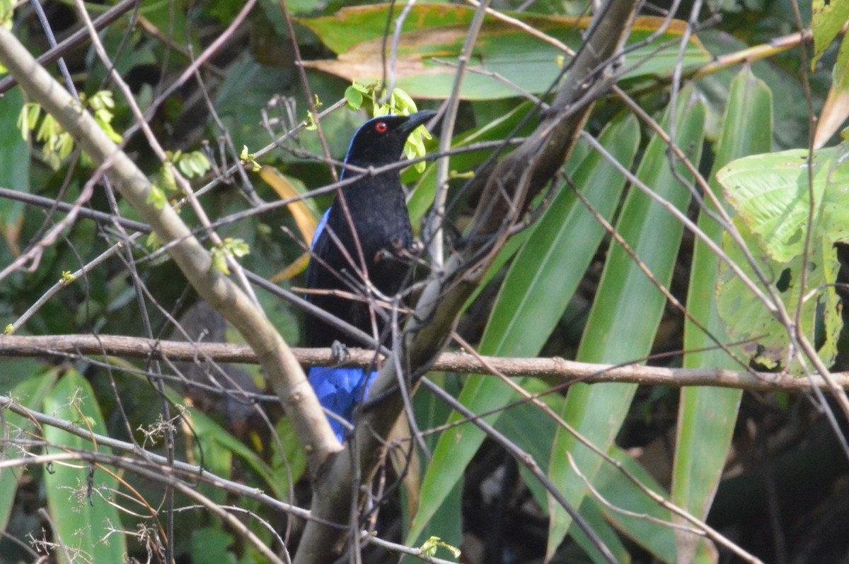 blåalvefugl - ML645871717