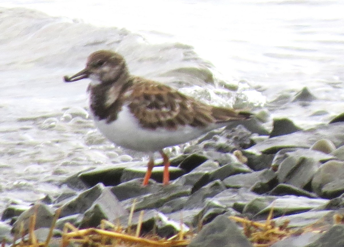 steinvender - ML645871718