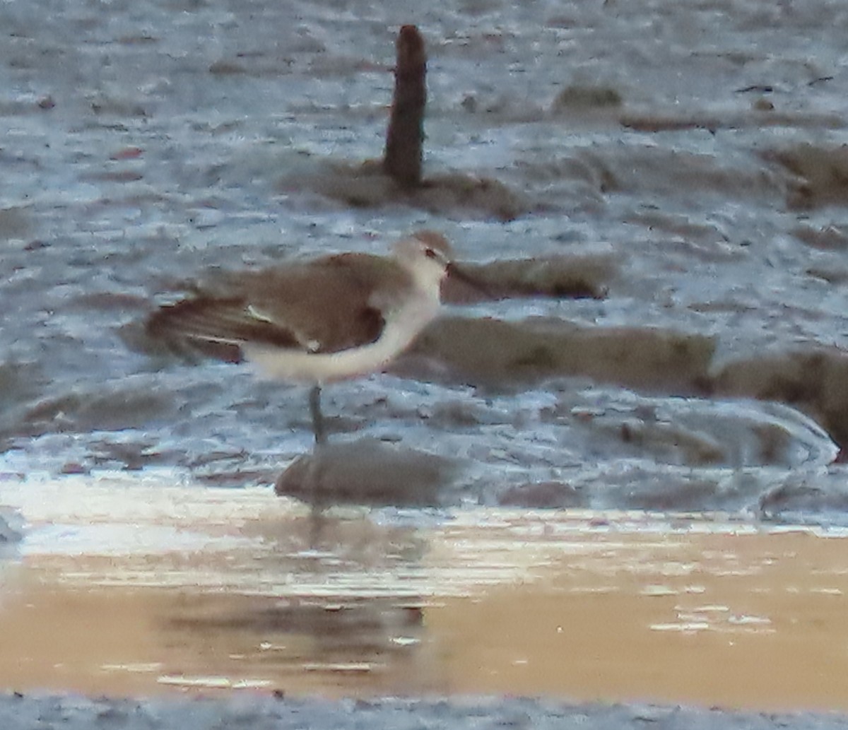 tundrasnipe - ML645871722