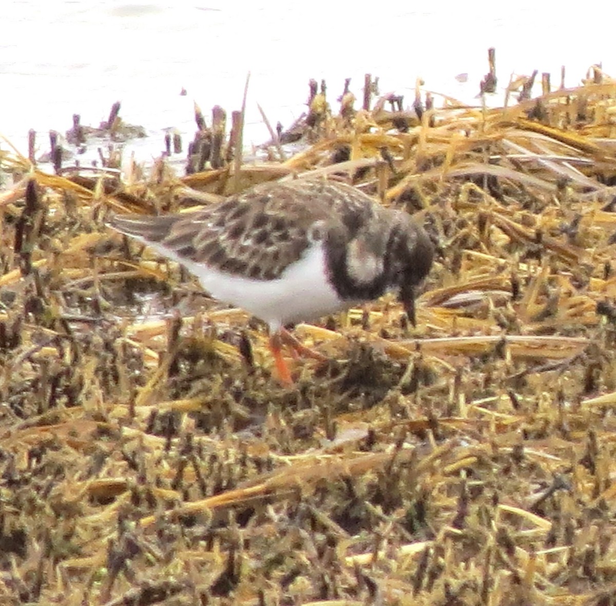 steinvender - ML645871723