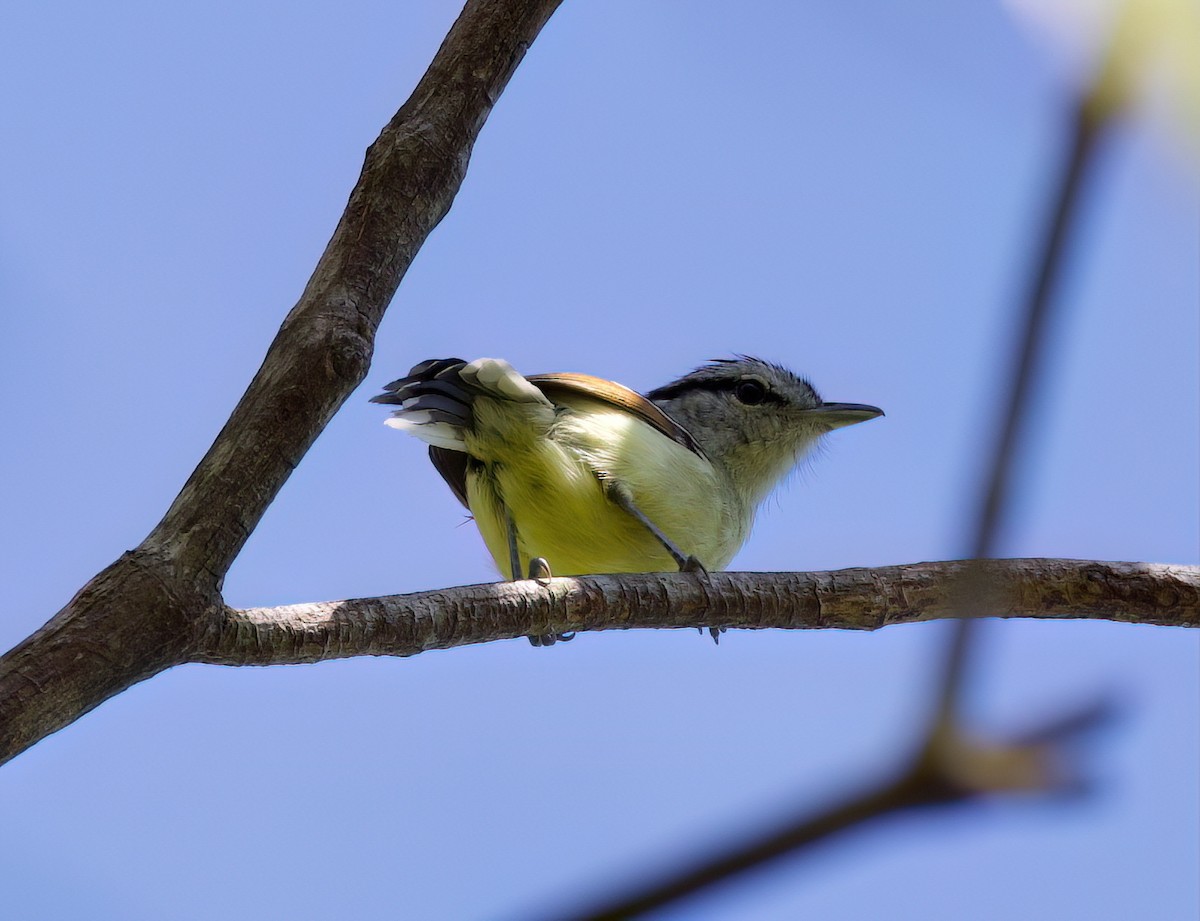 rødvingemaursmett - ML645871724