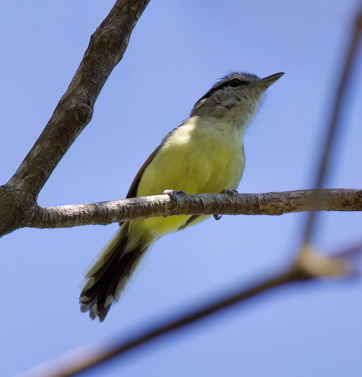 rødvingemaursmett - ML645871725