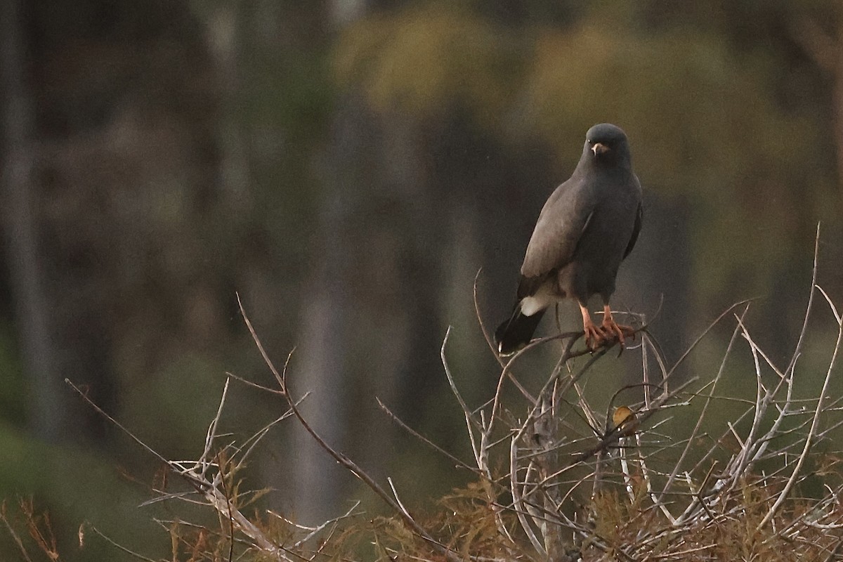 snegleglente - ML645871732