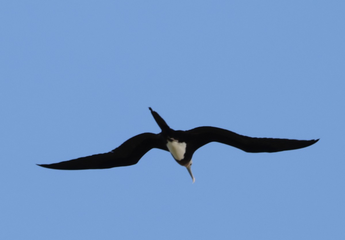 פריגט גדול - ML645871742