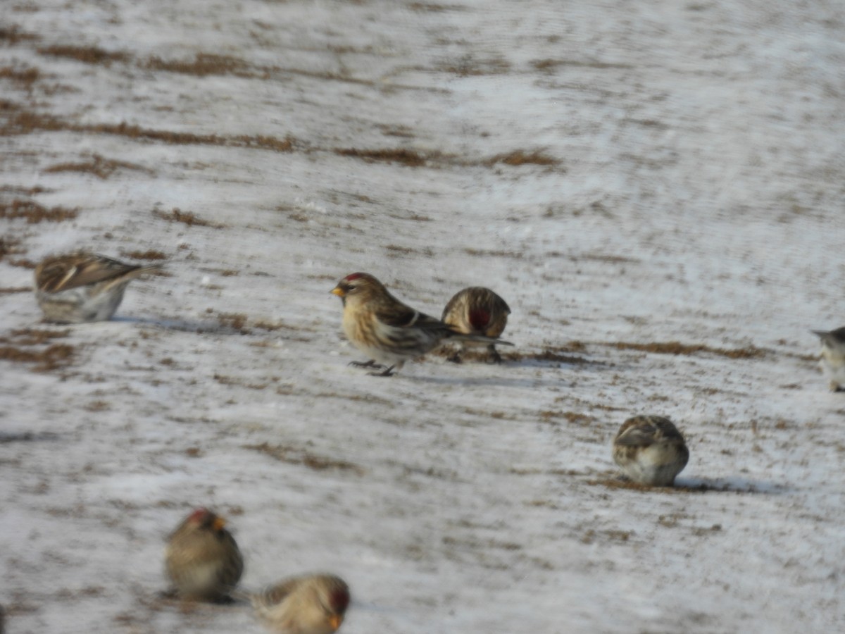 gråsisik - ML645871743