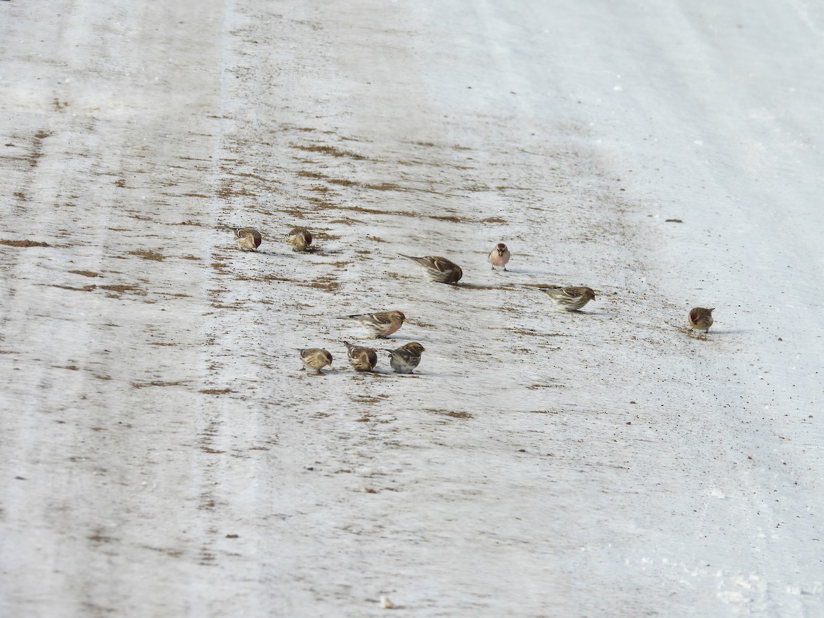 gråsisik - ML645871744