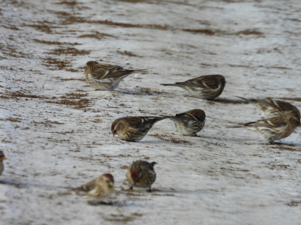 gråsisik - ML645871745