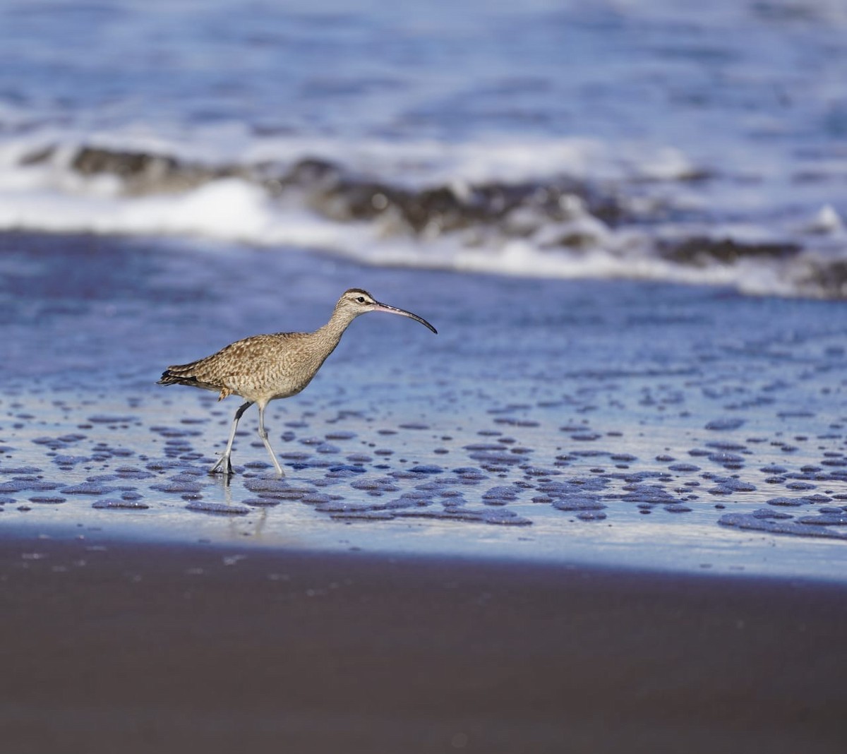 tundraspove - ML645871746