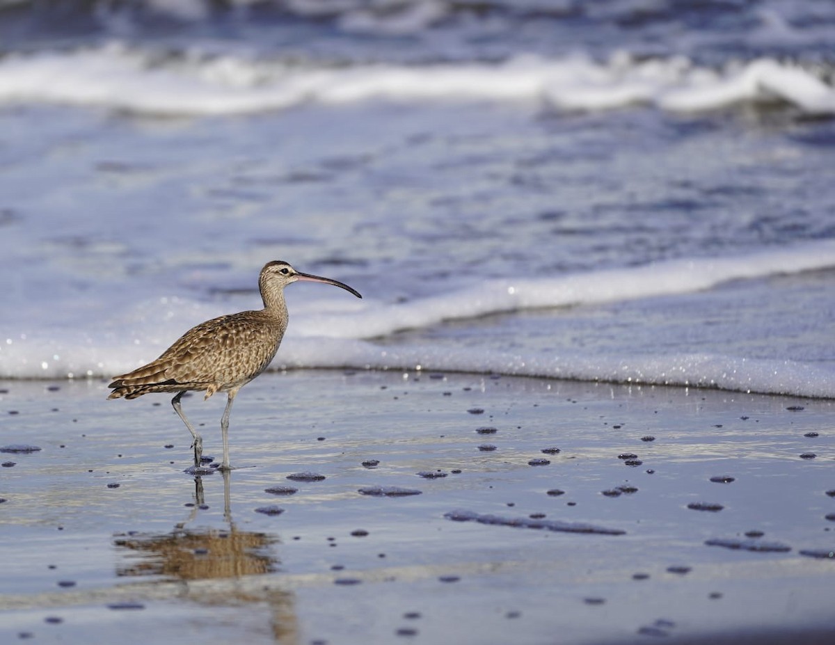 tundraspove - ML645871747