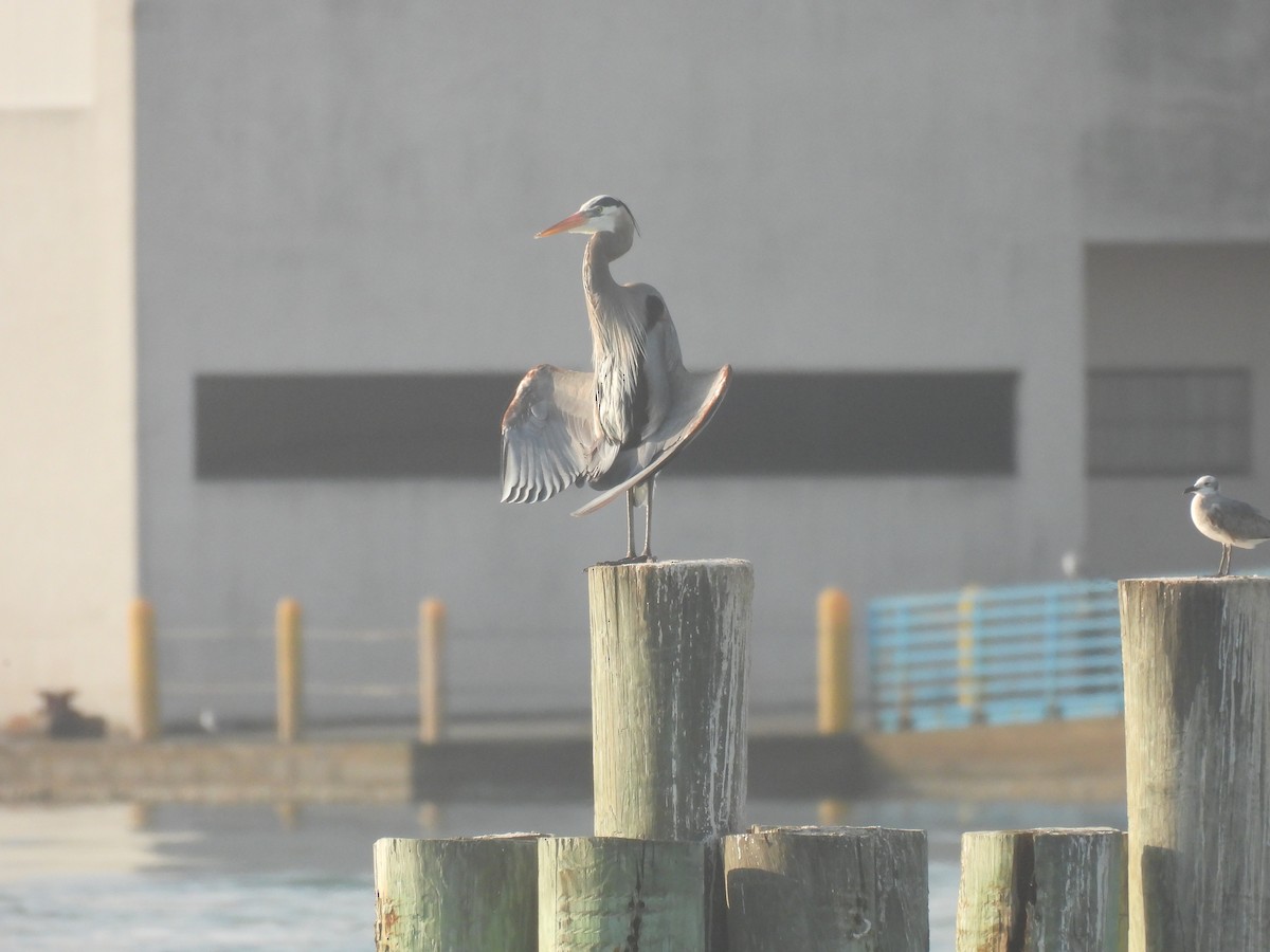 herodiashegre - ML645871748