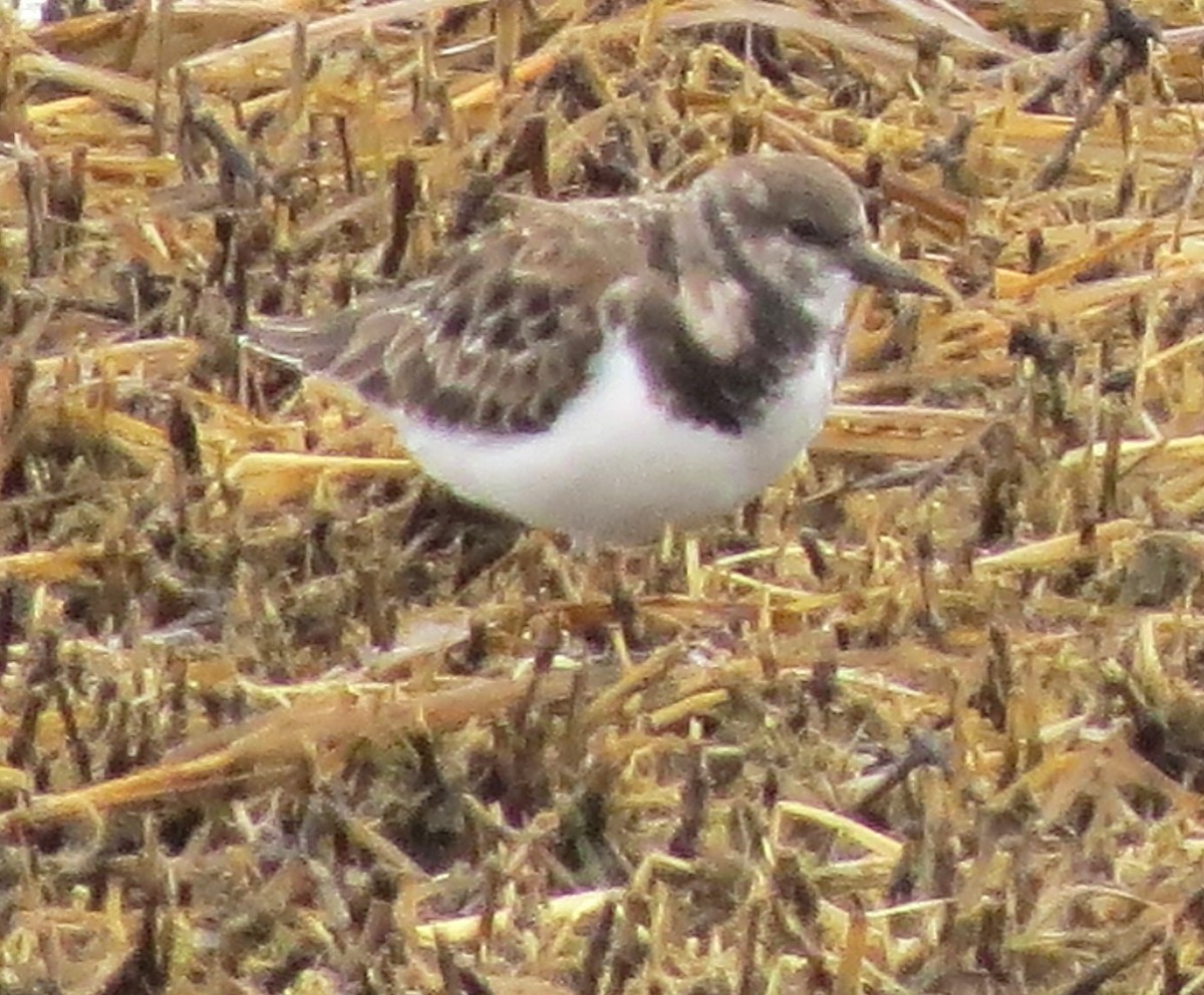 steinvender - ML645871749