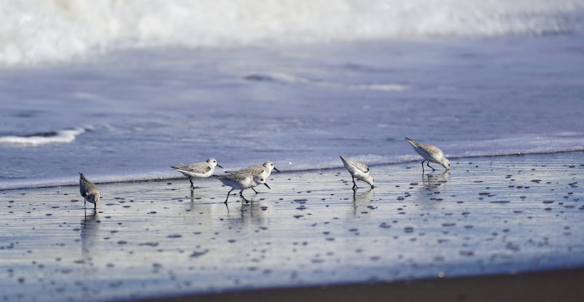 sandløper - ML645871751