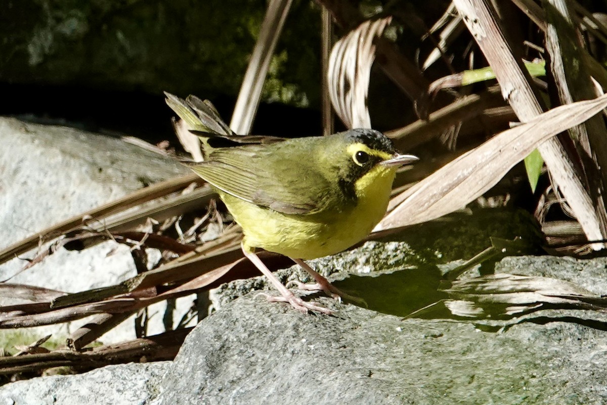 Kentucky Warbler - ML645871754