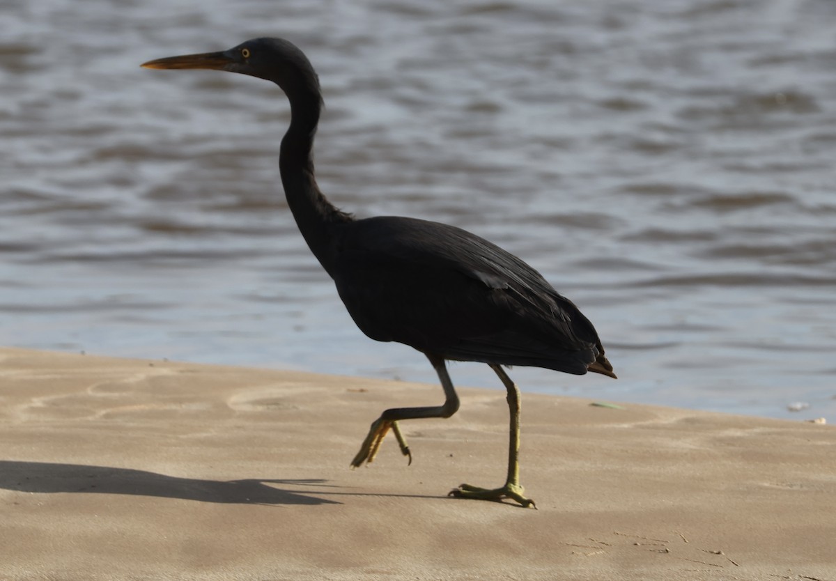 Pacific Reef-Heron - ML645871756