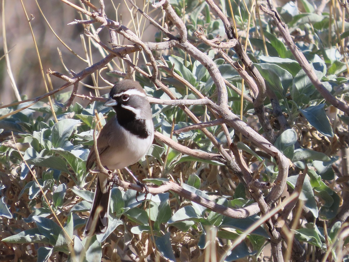 Black-throated Sparrow - ML645871765