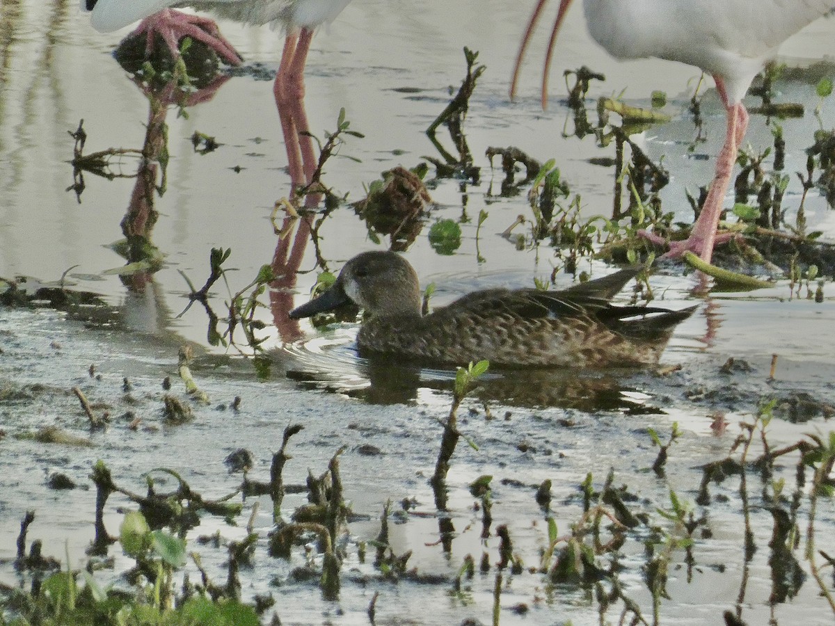 Zertzeta hegalurdina - ML645871769