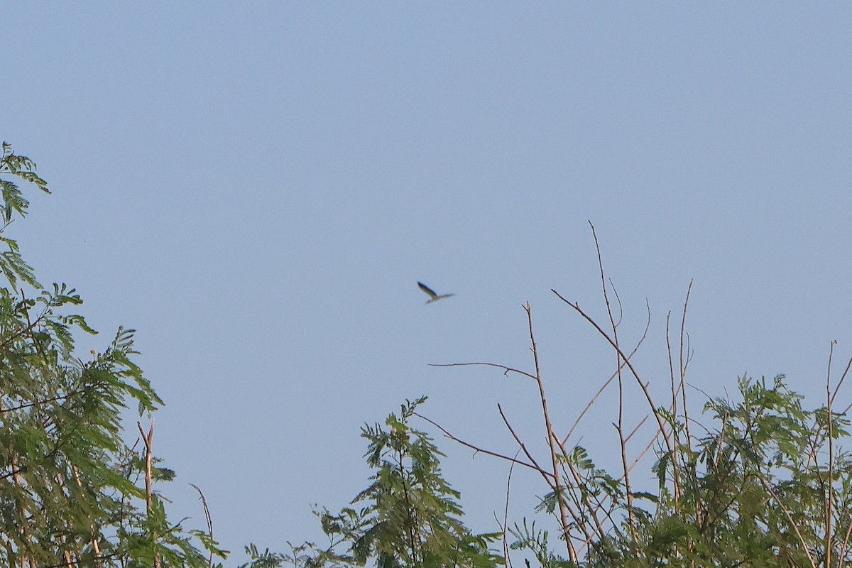 Wood Stork - ML645871770