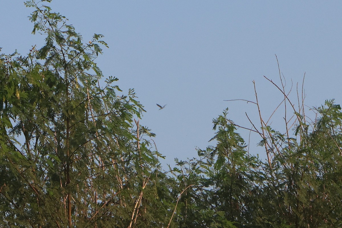 Wood Stork - ML645871771