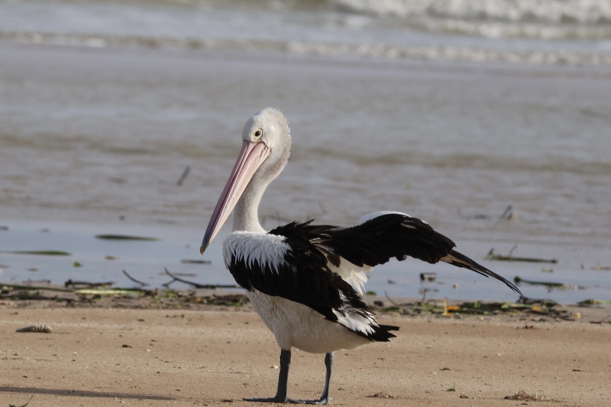 Australian Pelican - ML645871773